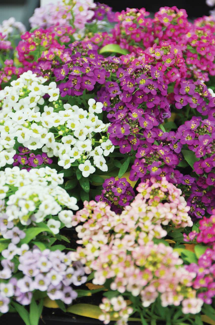 Alyssum Mix
