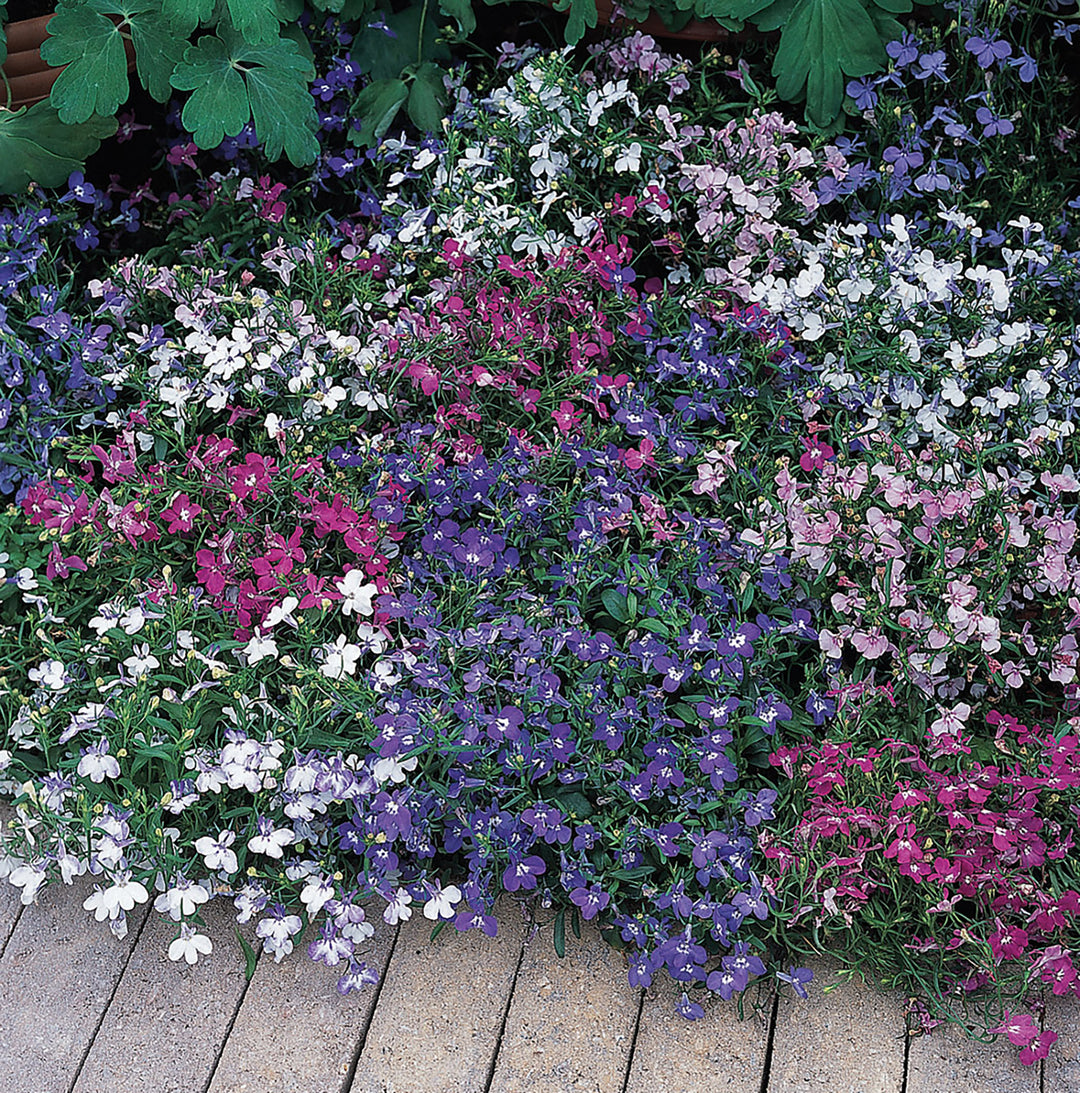 Lobelia - Riveria Mix