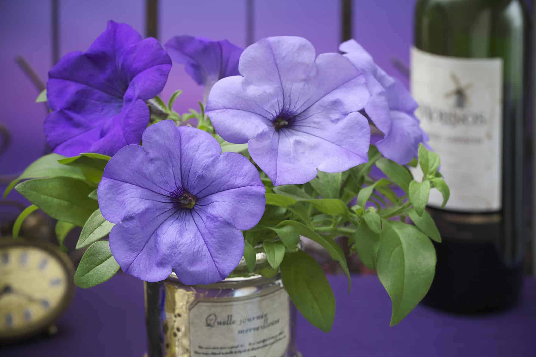 Petunia - Evening Scentsation