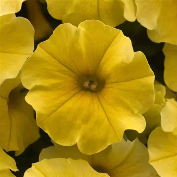 Petchoa Calliburst - Yellow