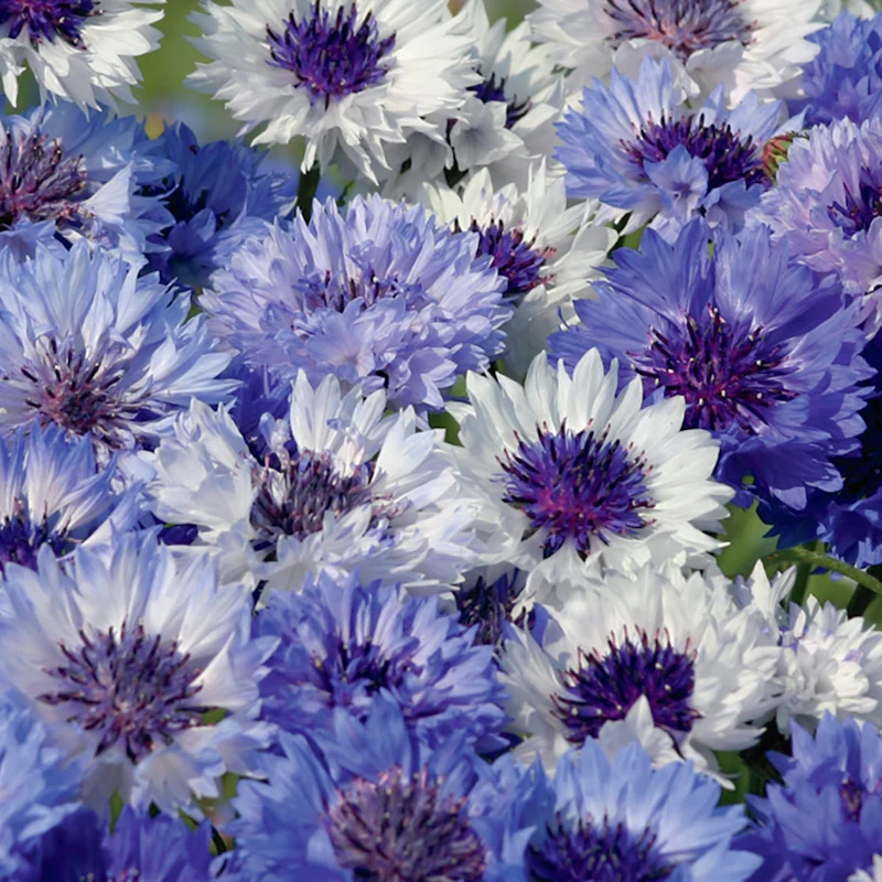 Bachelor Button - Mix