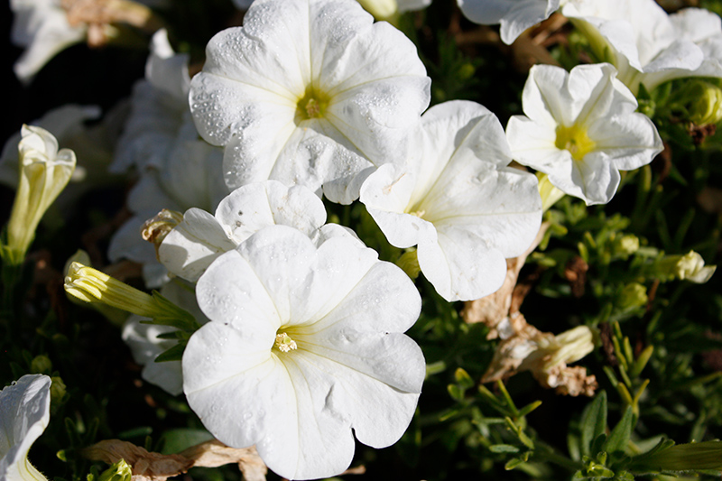 Petunia - Durabloom White