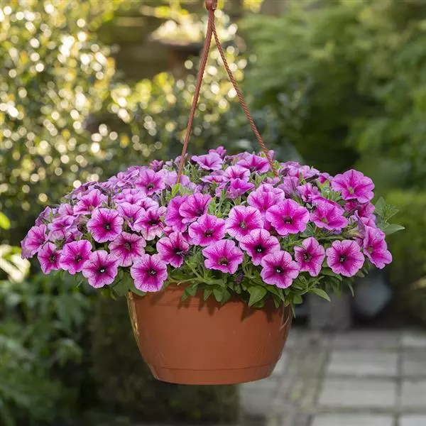 Shock Wave Petunia - Rose Vein
