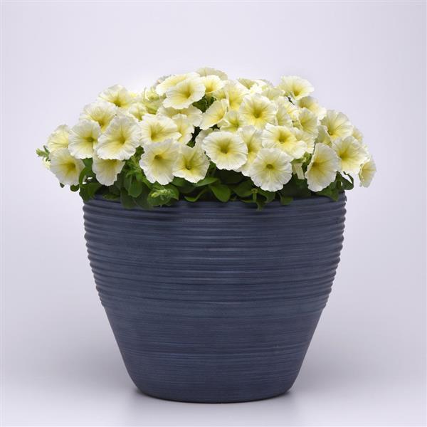 Petunia - Yellow Madness