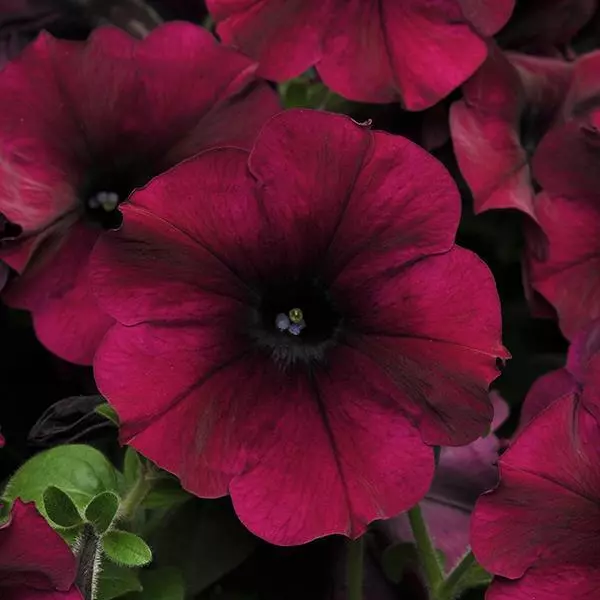 Easy Wave Petunia - Burgundy Velour