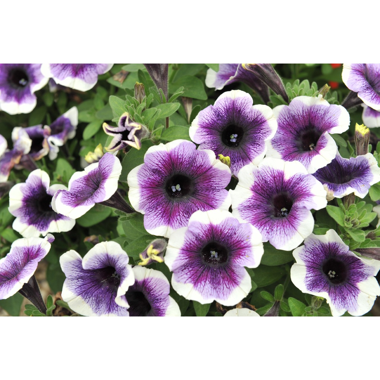 Petunia - Purple Halo