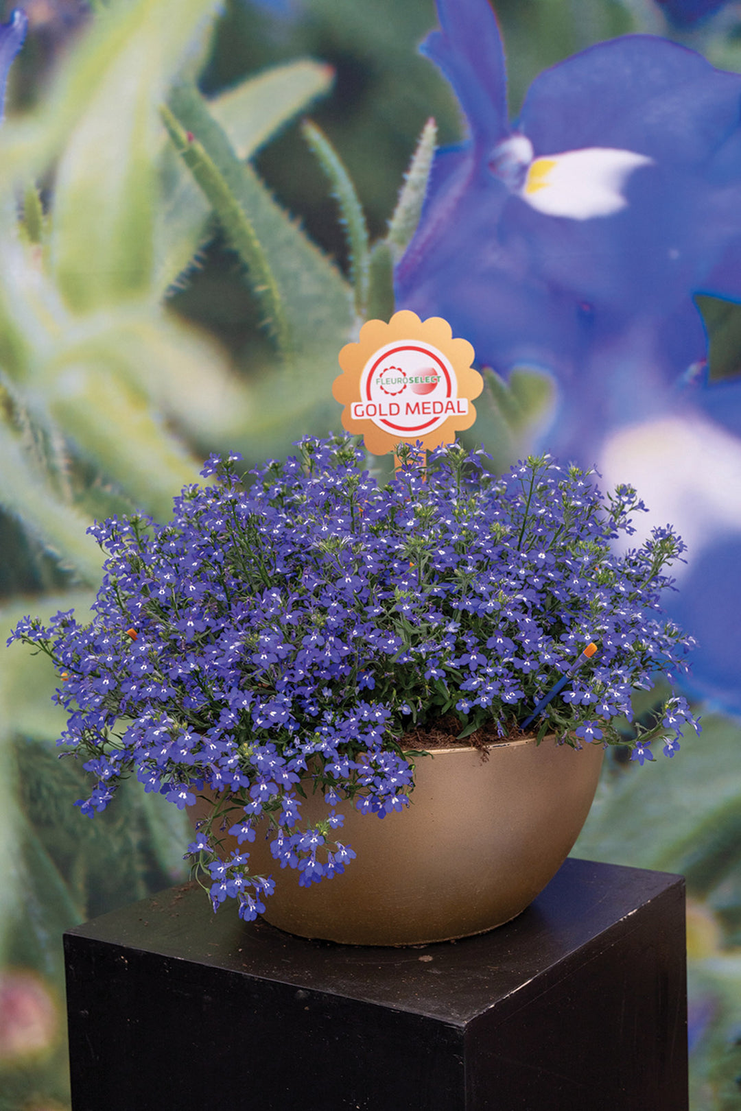 Lobelia - Midnight Blue