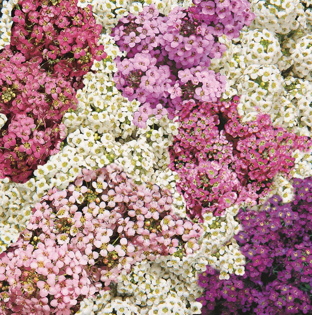 Alyssum Mix