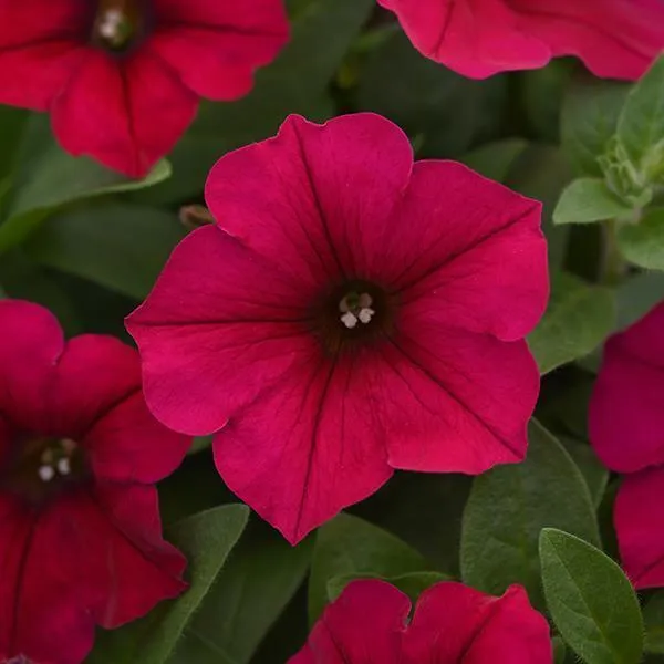 Easy Wave Petunia - Carmine Velour