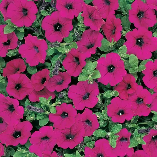 Easy Wave Petunia - Classic Purple