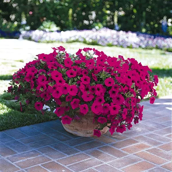 Easy Wave Petunia - Classic Purple