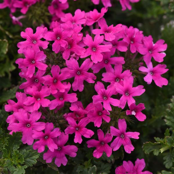 Verbena - Hot Pink
