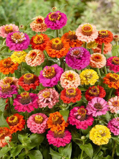 Zinnia - Mix