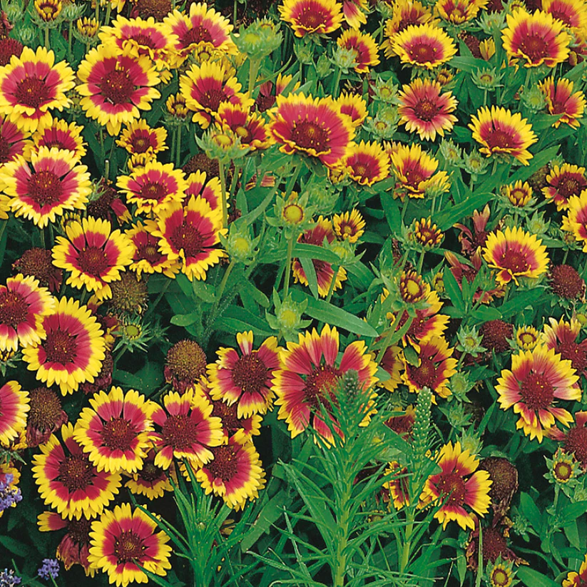 Gaillardia - Grandiflora Mix 