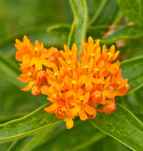 Butterfly bush Milkweed