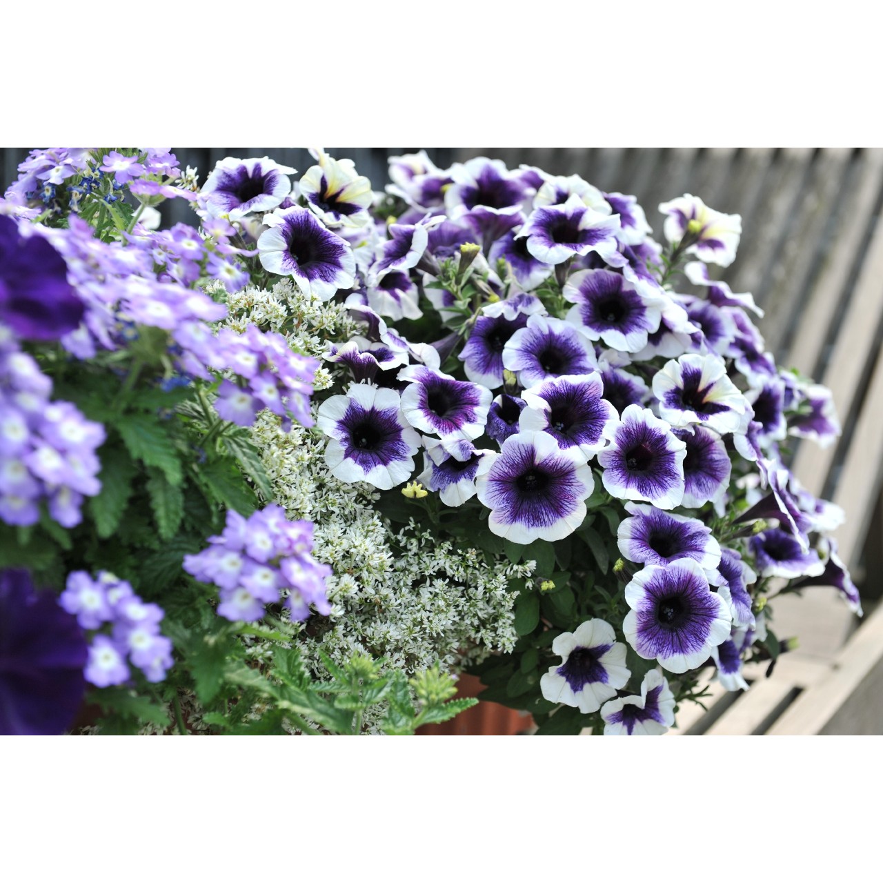 Petunia - Purple Halo