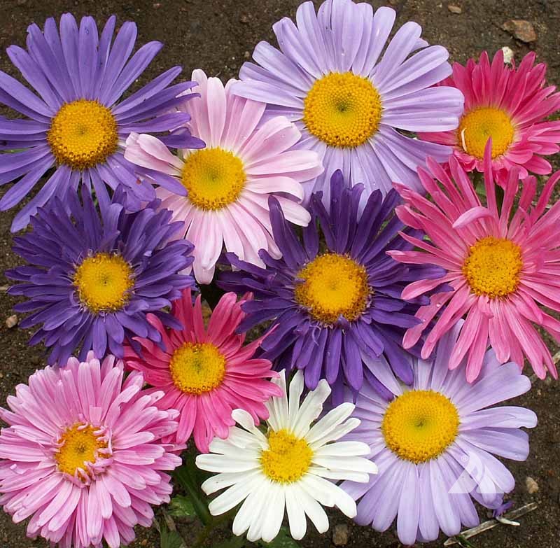 China Aster - Mix