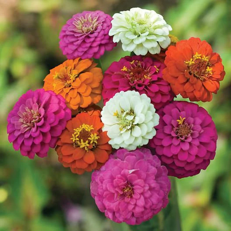 Zinnia - Mix