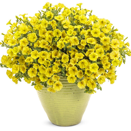 Supertunia mini - Yellow