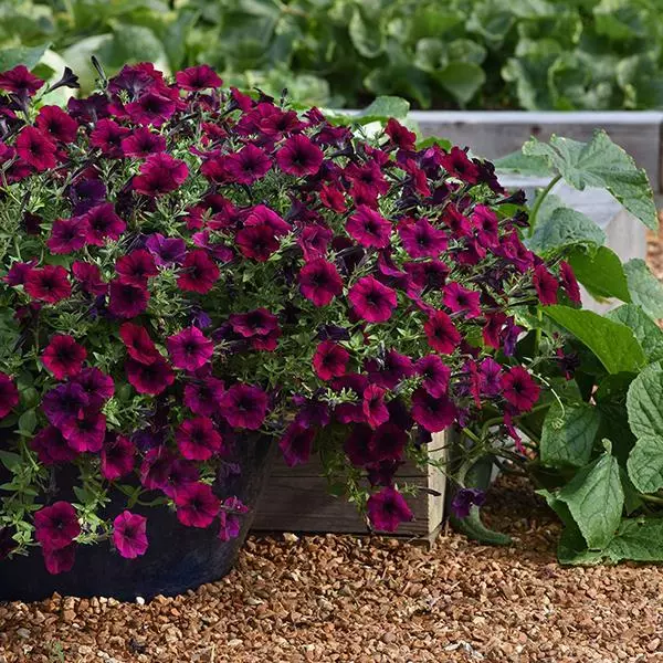 Easy Wave Petunia - Burgundy Velour