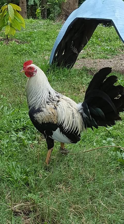 Personal Selection Game Cock1