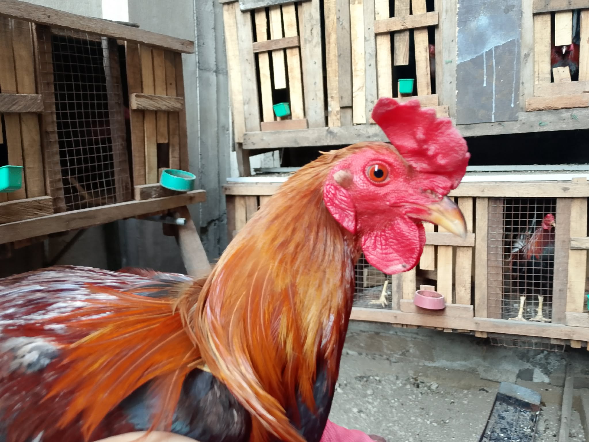 Personal Selection Game Cock2