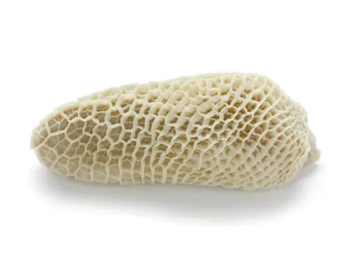 Beef Tripe (Honeycomb)