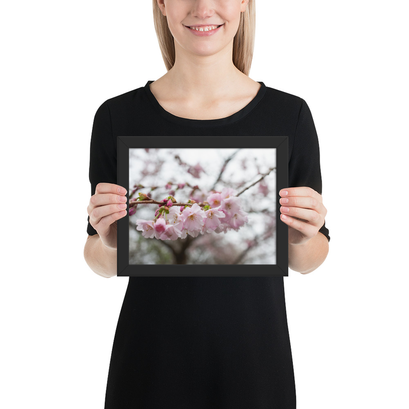 Cherry Blossom Framed Print