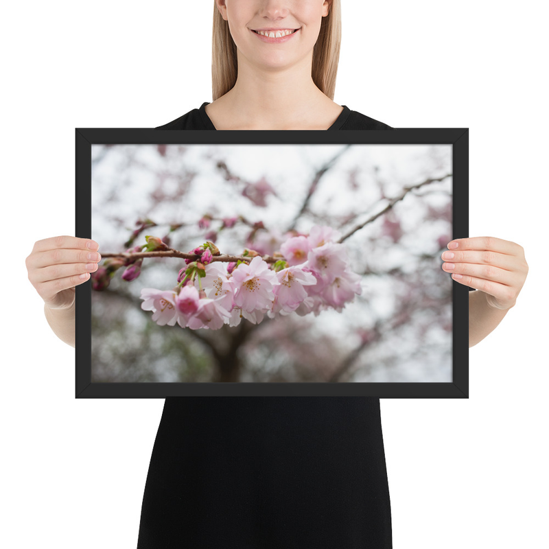 Cherry Blossom Framed Print