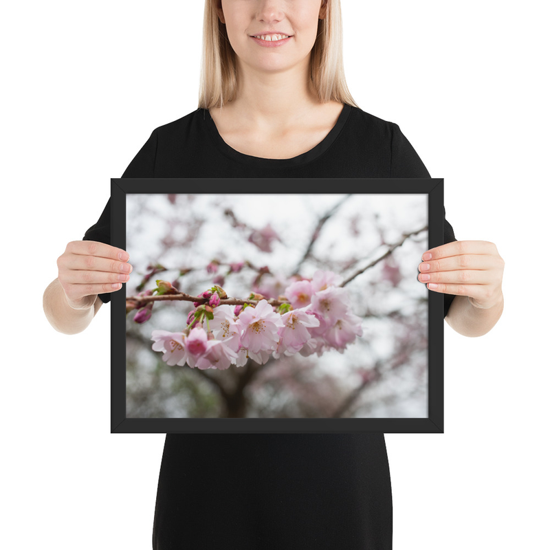 Cherry Blossom Framed Print