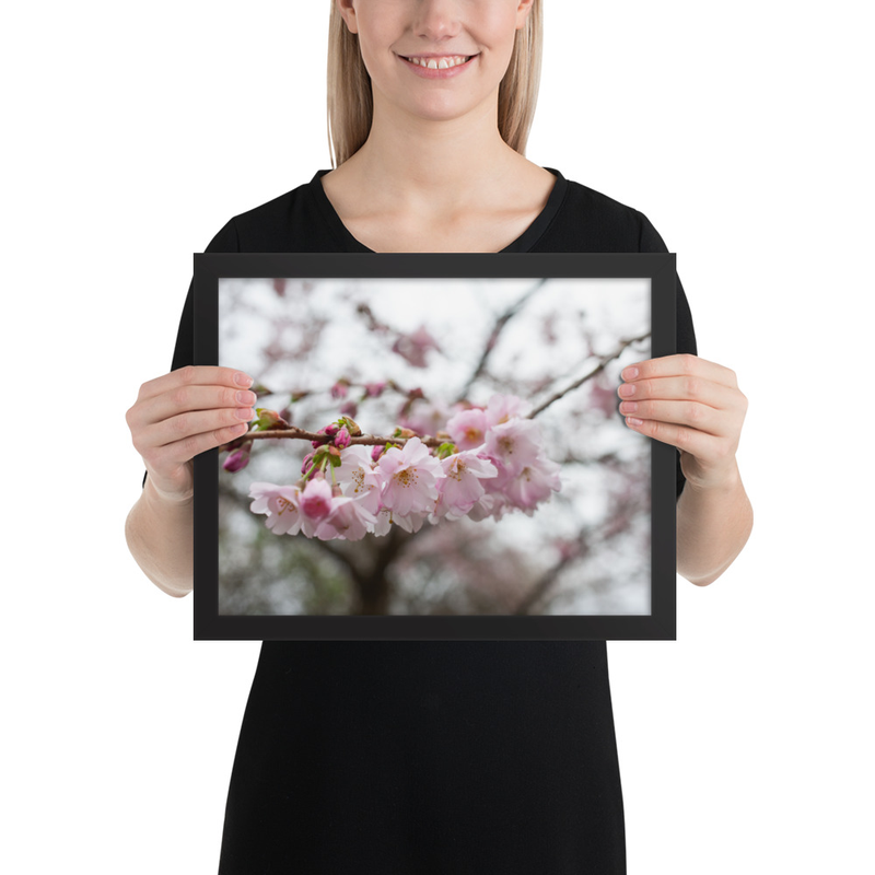 Cherry Blossom Framed Print