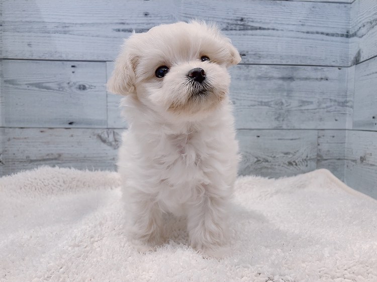 Amber – Weiblicher Maltipoo
