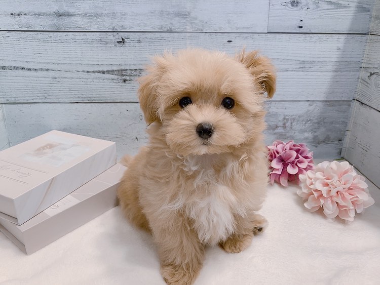 Kenny – Männlicher Maltipoo