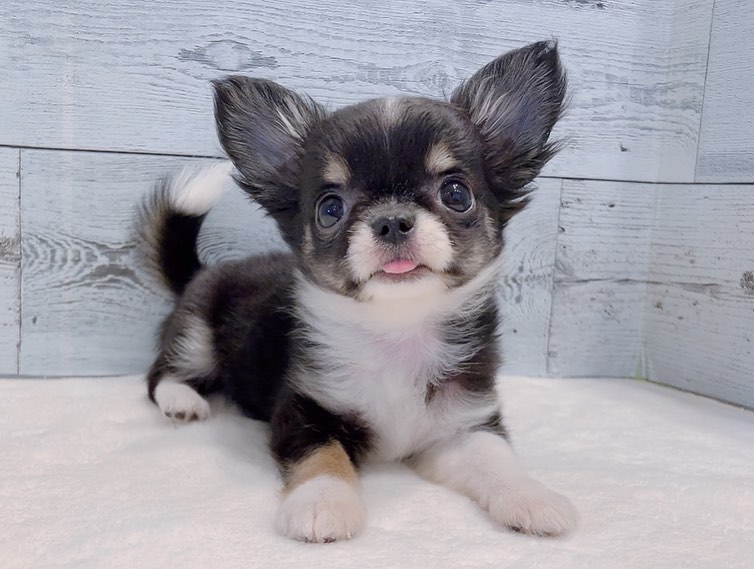 Marley – Weiblich Chihuahua