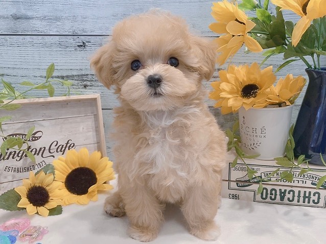 Fifi – Weiblicher Maltipoo