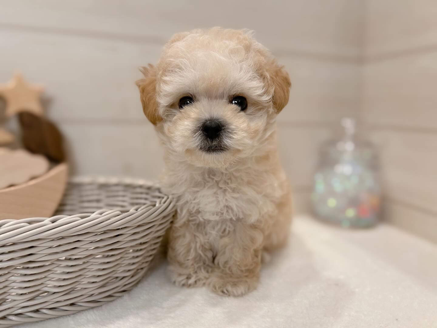 Tony – Männlicher Maltipoo