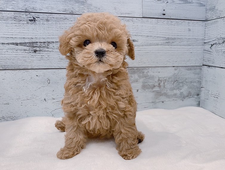 Zara – Weibchen Zwergpudel