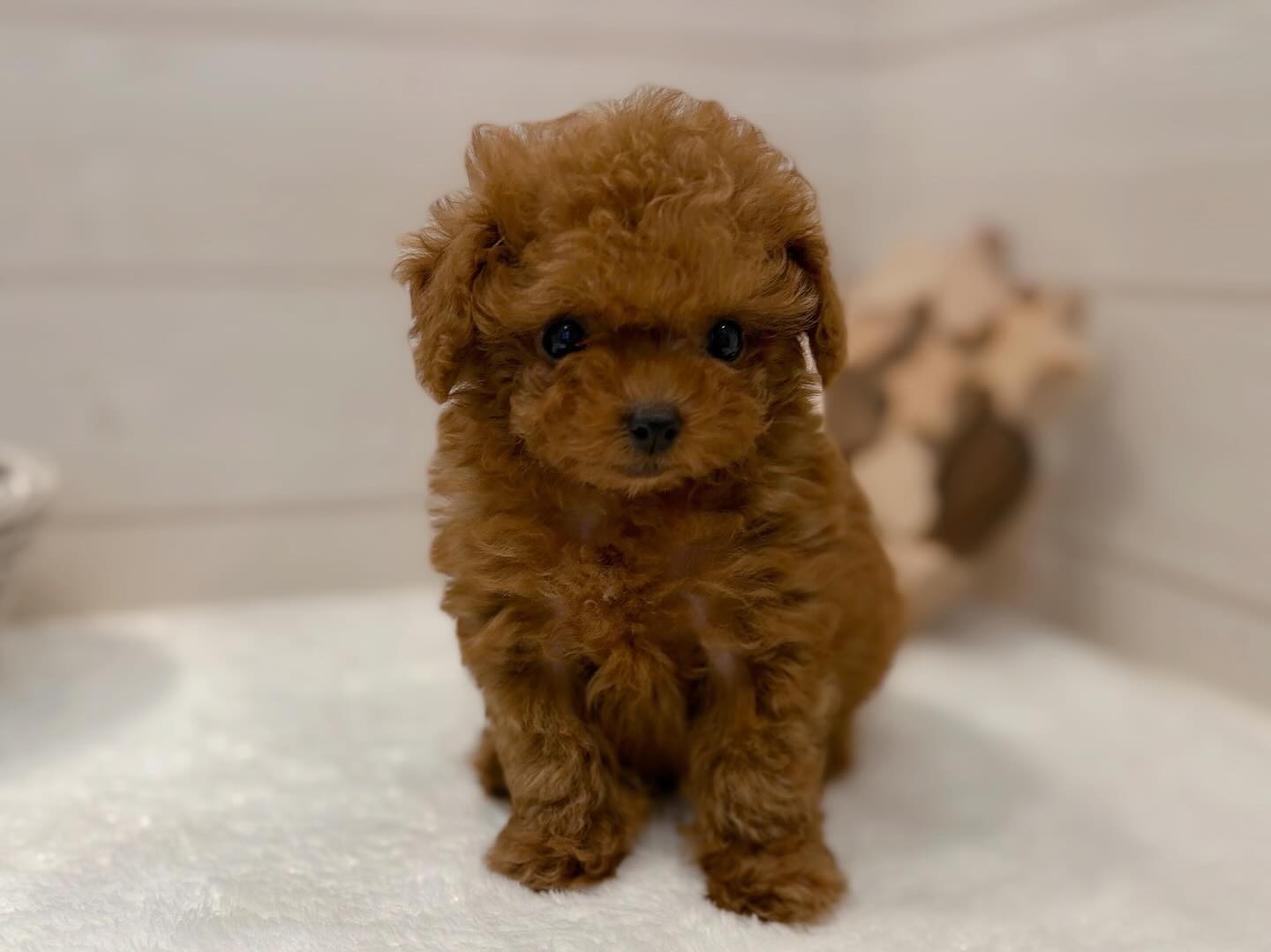 Roesie – Weiblicher Zwergpudel