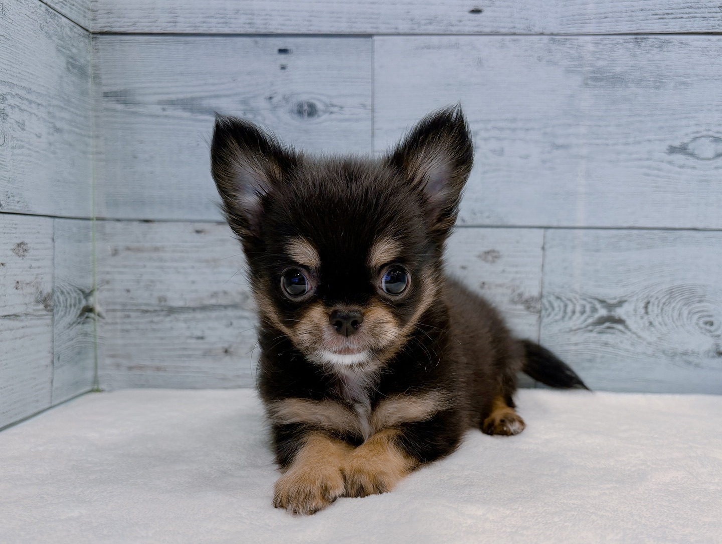 Monty – Männlicher Chihuahua