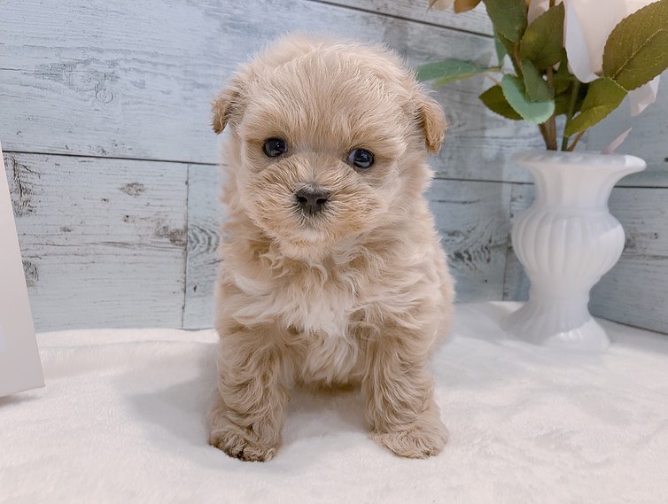 Chloe – weiblicher Maltipoo