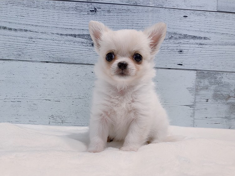 Dolly – Weiblicher Chihuahua