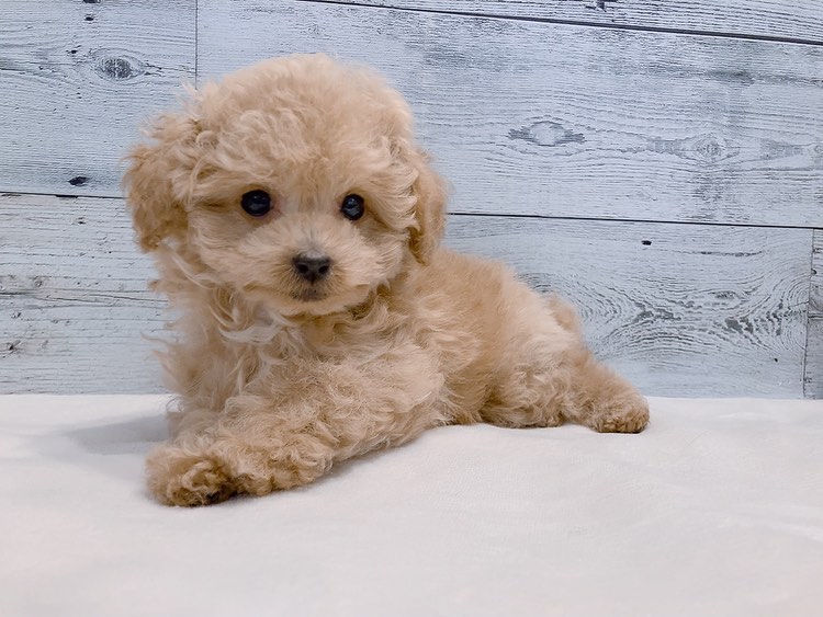 Mojo – Männlicher Zwergpudel