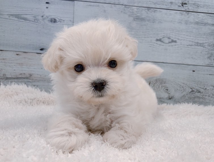 Amber – Weiblicher Maltipoo