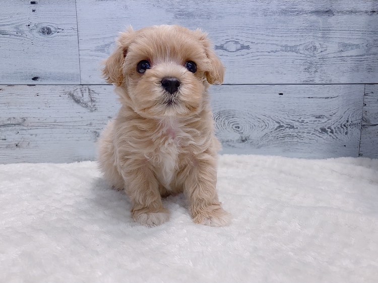 Tino – Männlicher Maltipoo