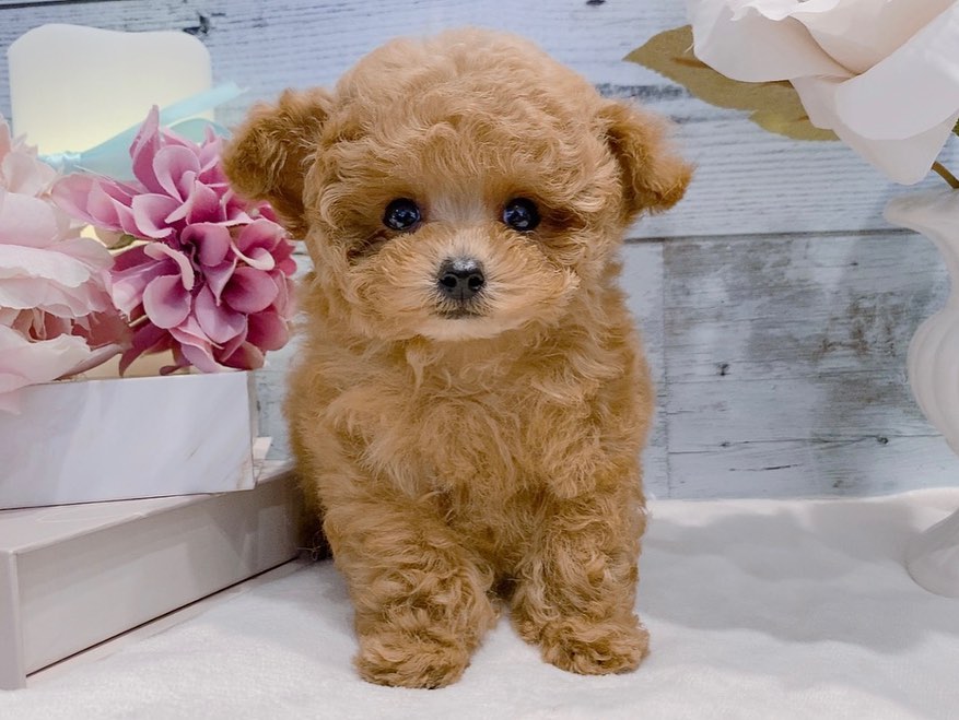 Sunny – Männlicher Zwergpudel