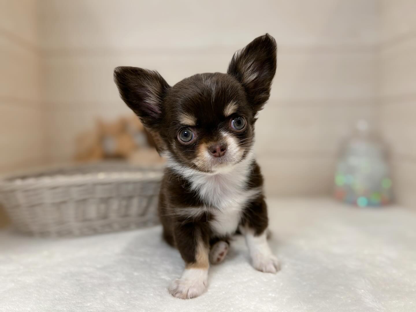 Lily – weiblicher Chihuahua