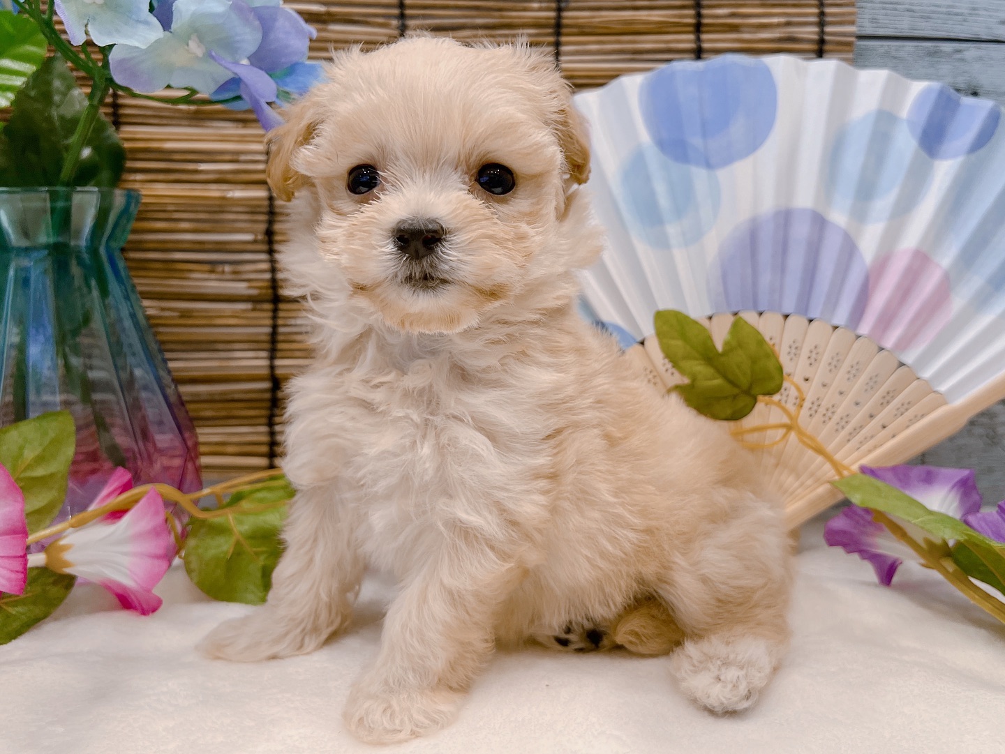 Shelly – Weiblicher Maltipoo