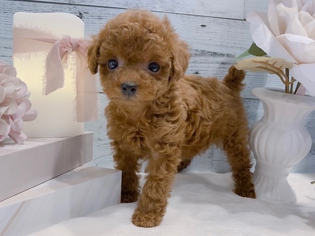 Sally – Weibchen Zwergpudel