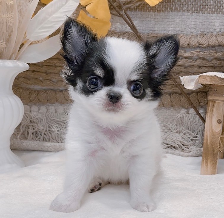 Marco – Männlicher Chihuahua