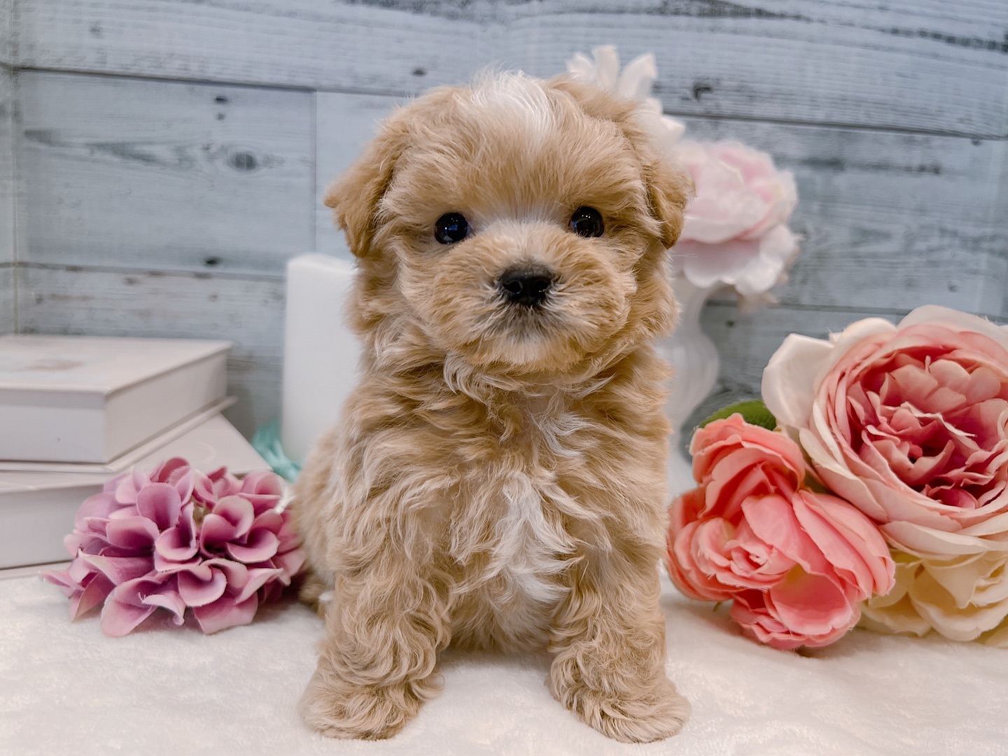 Jack – Männlicher Maltipoo